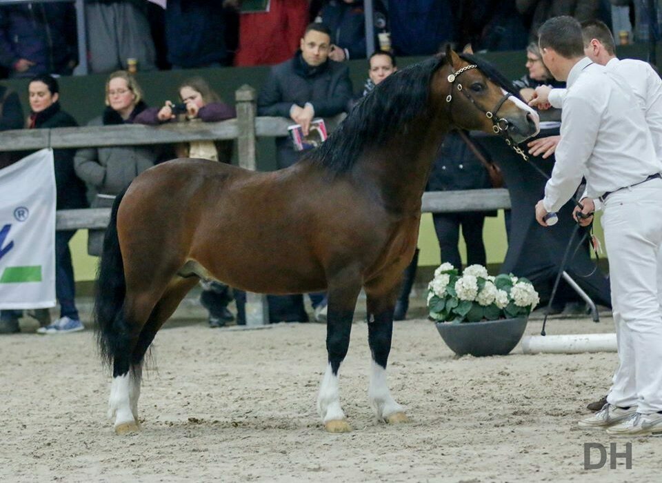 Ysselvliedts Irresistible