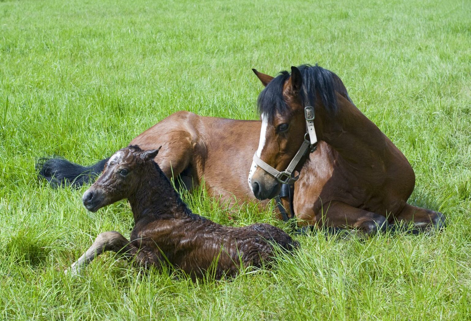 Lady van de Visserij en merrieveulen Happy Lady HSH