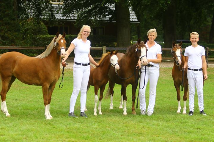 Anne Brinkman Hammers