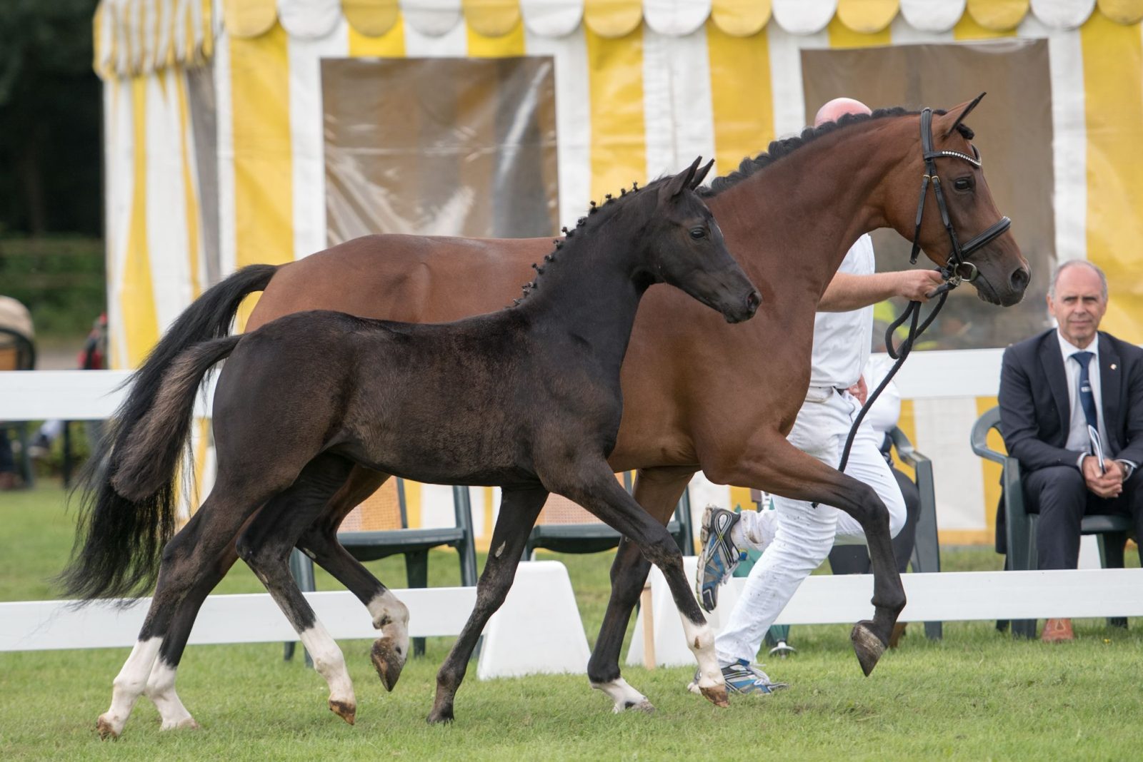 Amalia's Black Diamond