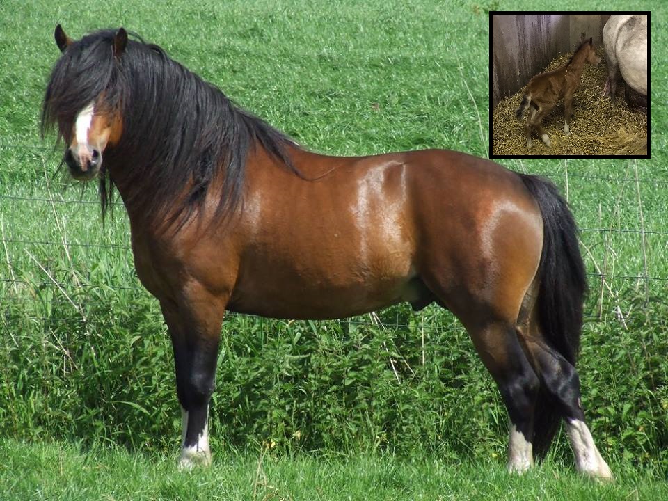 Blackblaze Cassiano inzetje Oliebrons Hyano