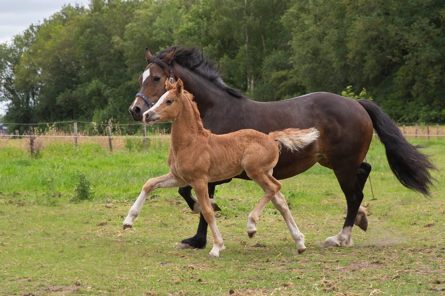 DrentscheAa Olivia Rose