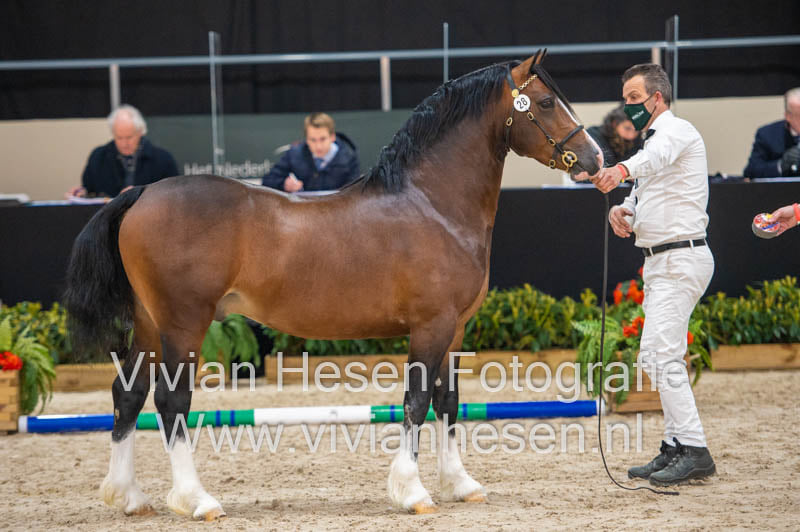 CHK 2021 28 Shamrocklake Perfect Perfection sectie C