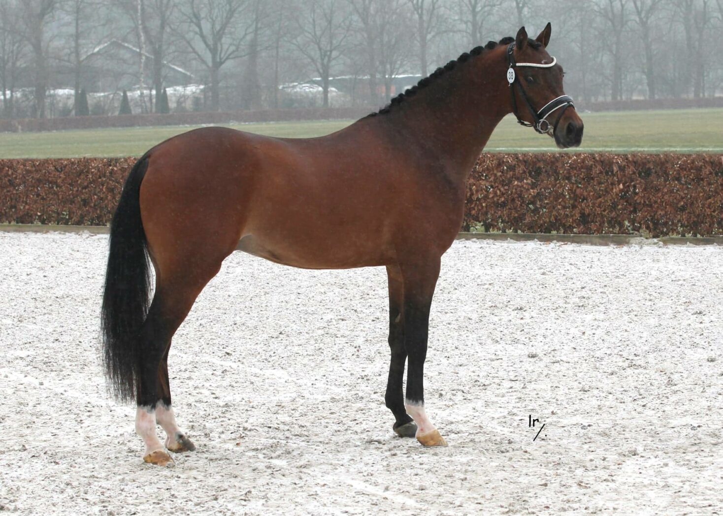 Castenrayseweg Charmeur