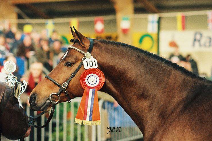 Coelenhage's Purioso