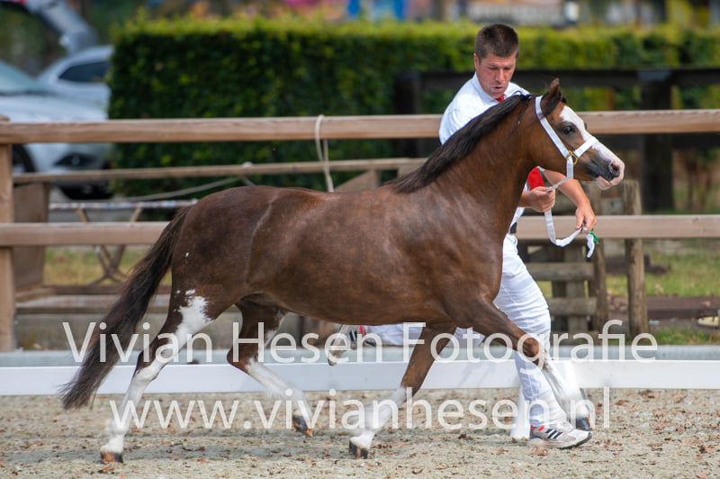 Dannah v. Frisia's Top Gold