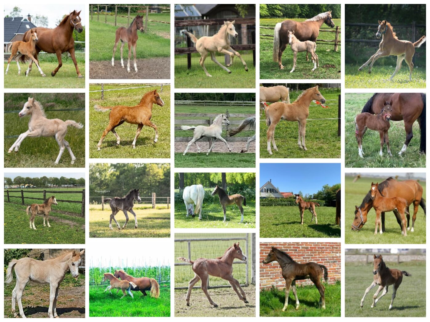 Deelnemers Online Veulenkampioenschap Mei