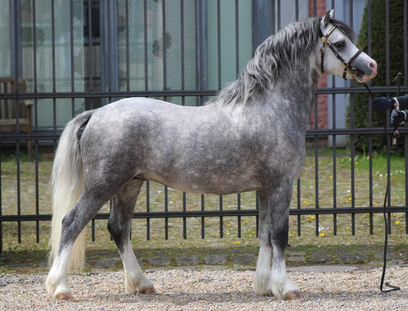 Eindegoois Pretty Cool