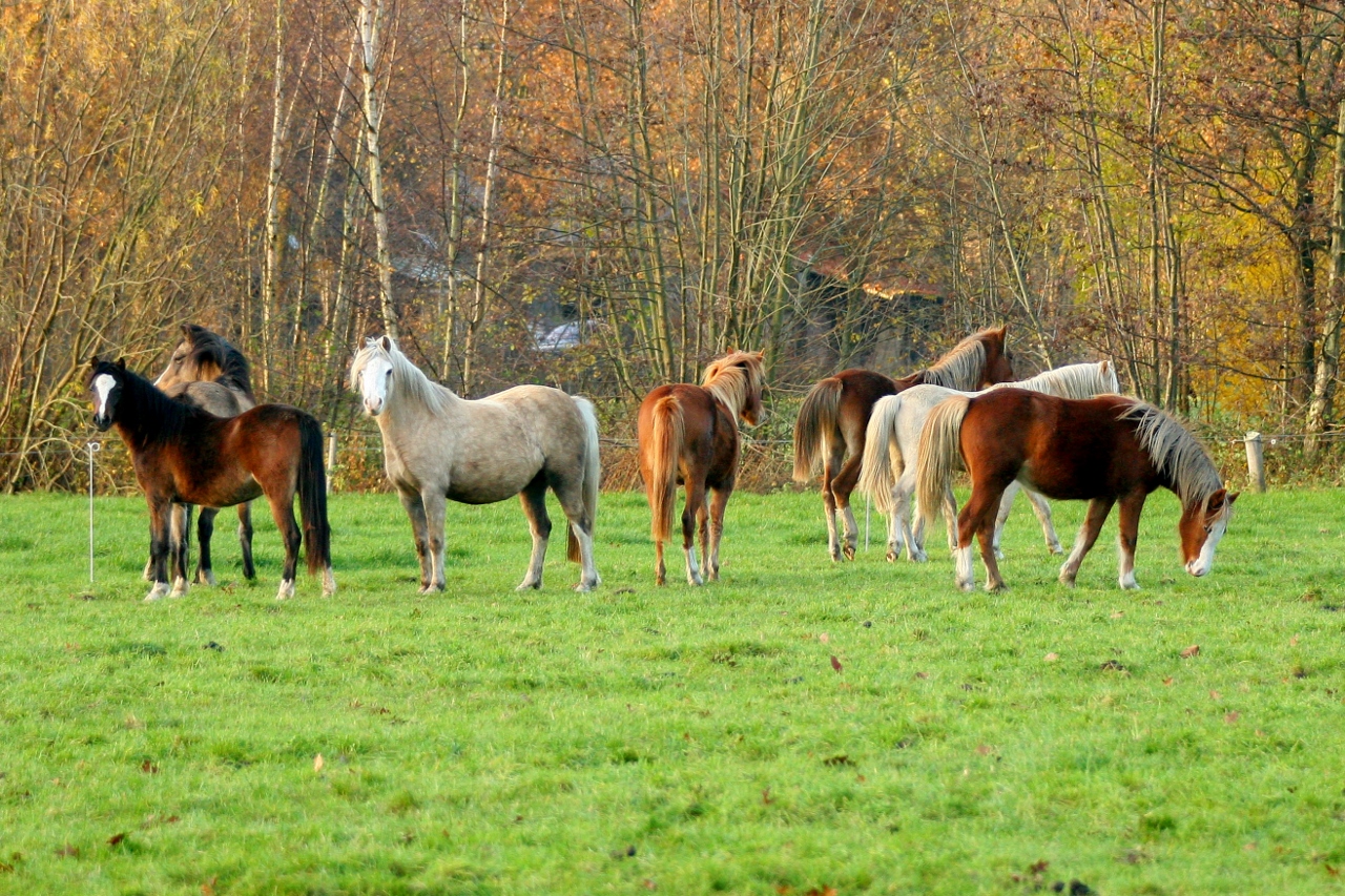 pony's in de herfstwei