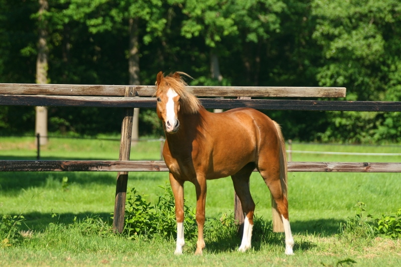 Welshpony in de wei