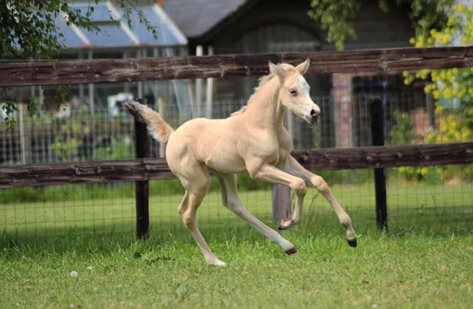 It’s-a-Golden-Dream