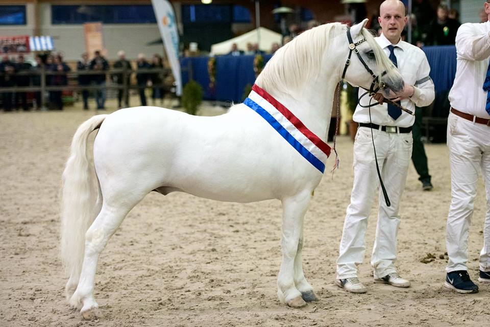 King Yorick Wormgoor