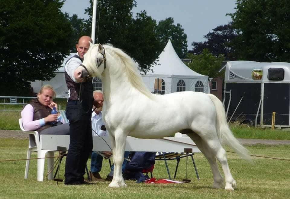 Leukste-oude-Welsh-Maestir-Odyssey