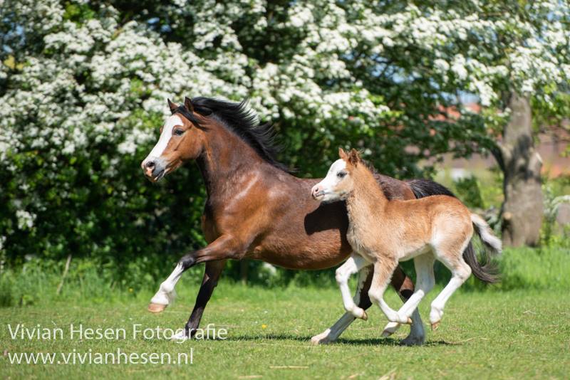 Merrie met veulen. Foto Vivian Hesen