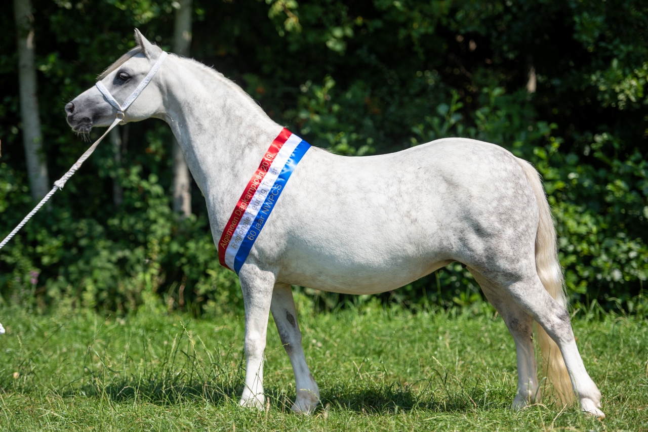 Oldenzijlster Arianne