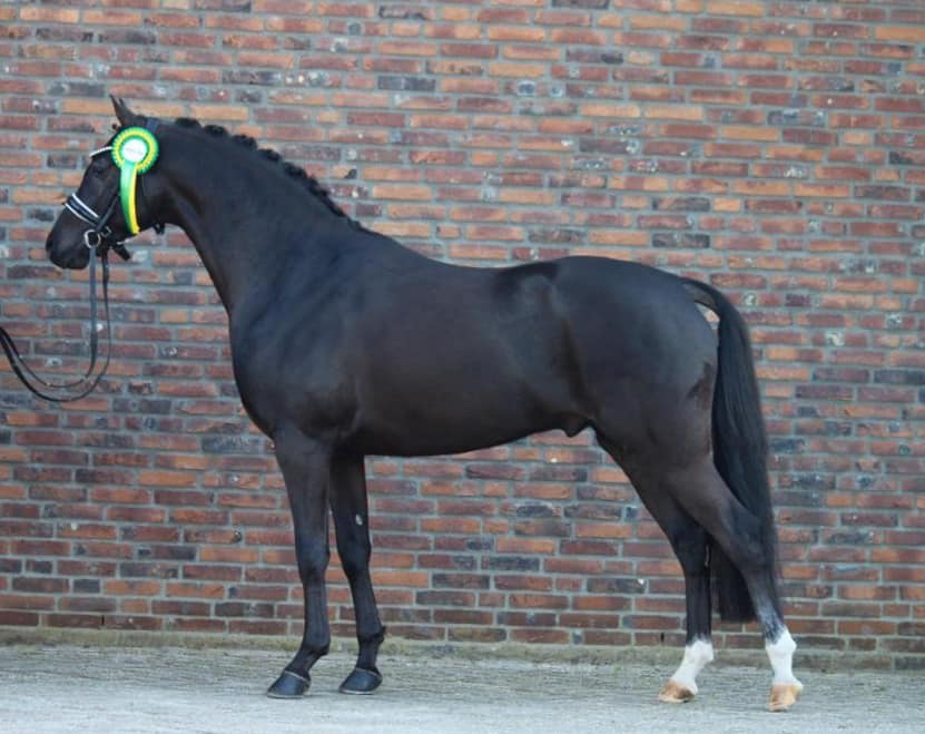 Steerwoldes Dark Pleasure. Foto: Naomi