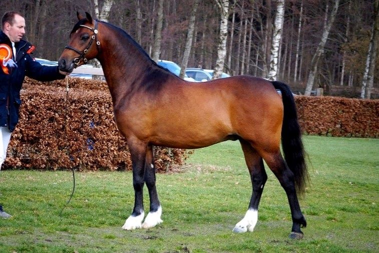 Stougjeshoeve Armani