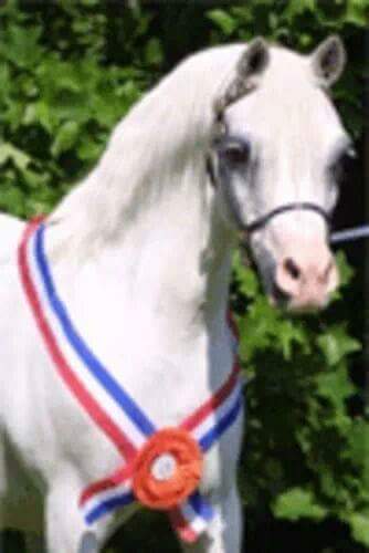 Vechtzichts Henol hfd