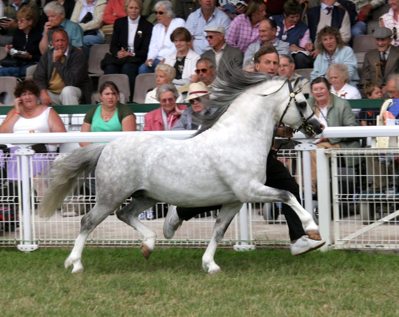 Vechtzicht's Hywel op de Royal Welsh 2005