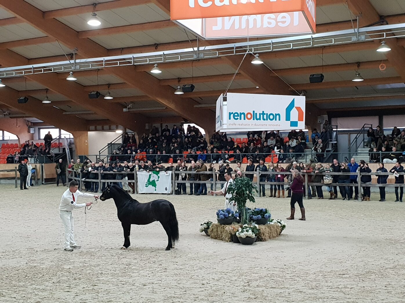 Welsh hengstenkeuring 2019, chk, Powerfuls Zenjiro