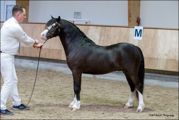 Ysselvliedts Hightech