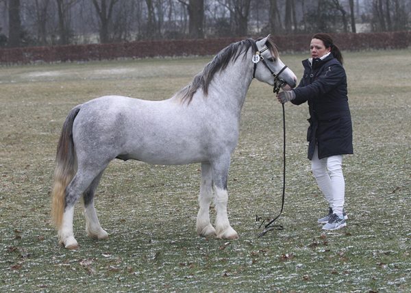 Ysselvliedt's New-Jersey