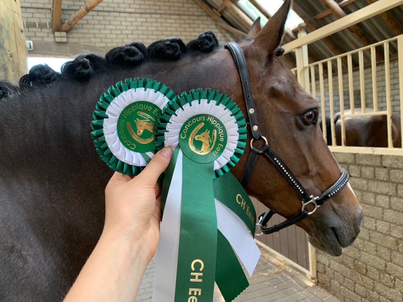 Goldwind's Empire's Bride (v. Orchard Red Prince) zegevierde twee keer in het ZZ-zwaar met Bente van Kernebeek