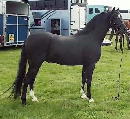 Thistledown Black Knight