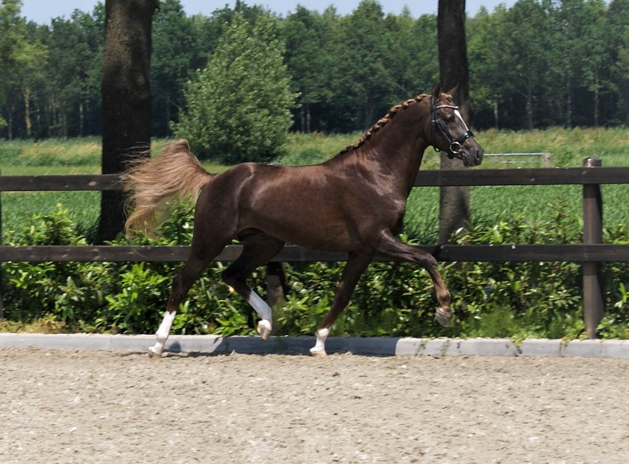 Sfeerimpressie Stoeterij Turfhorst: Coelenhage's Chaplin