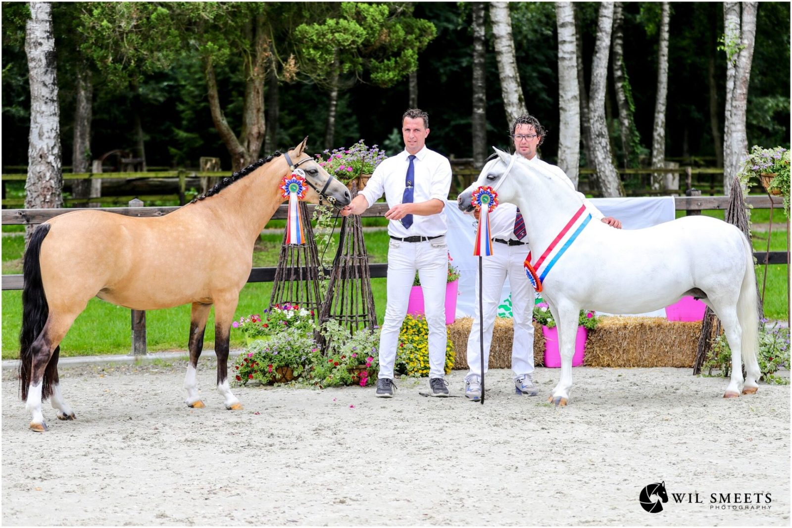 DeWeyerd's Hailey en VPower Heavenly met broers Leeuwis.