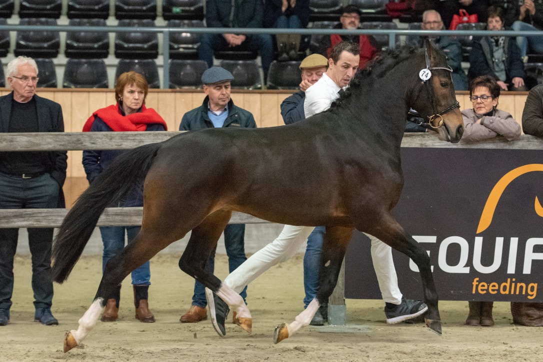 Hendi's Arrow, CHK 2019