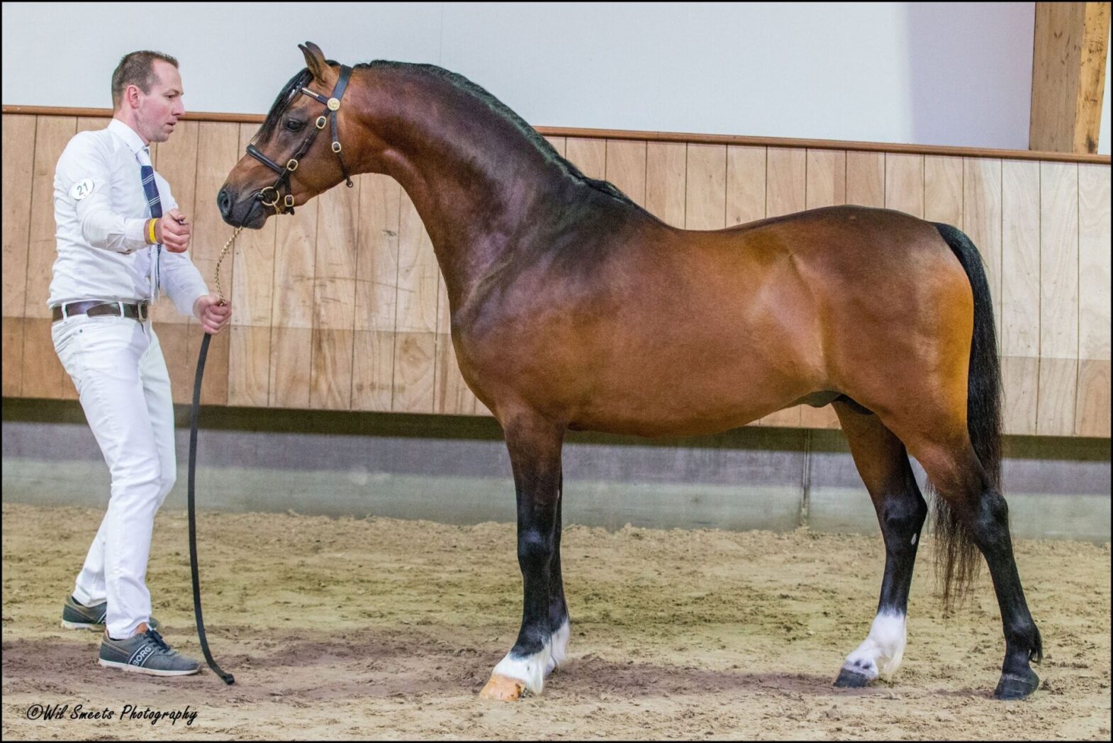 Stougjeshoeve Armani CHK