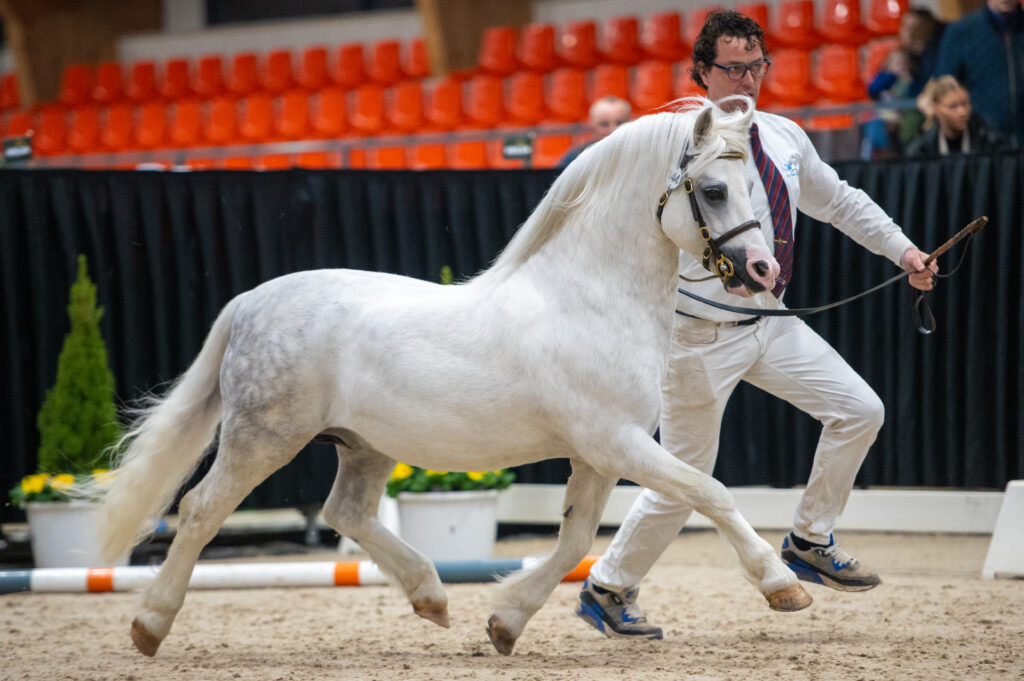 Springbourne Capricorn