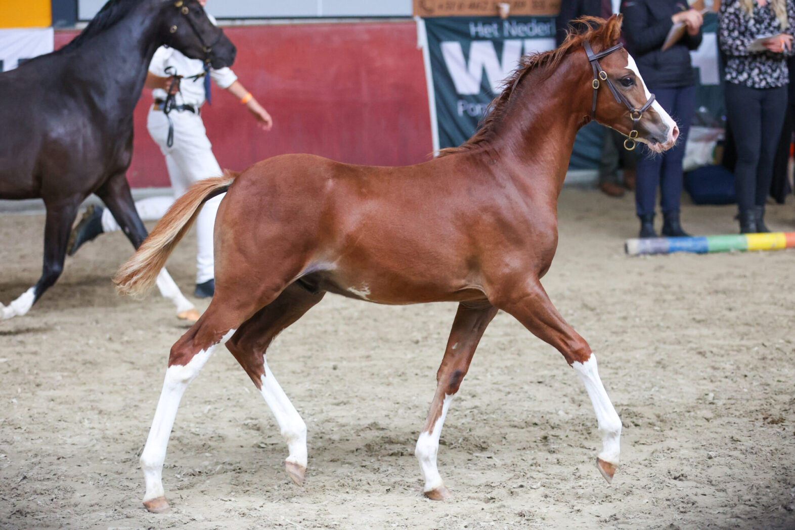 Jens Veulenkampioen late veulen keuring Foto: Kim Renders