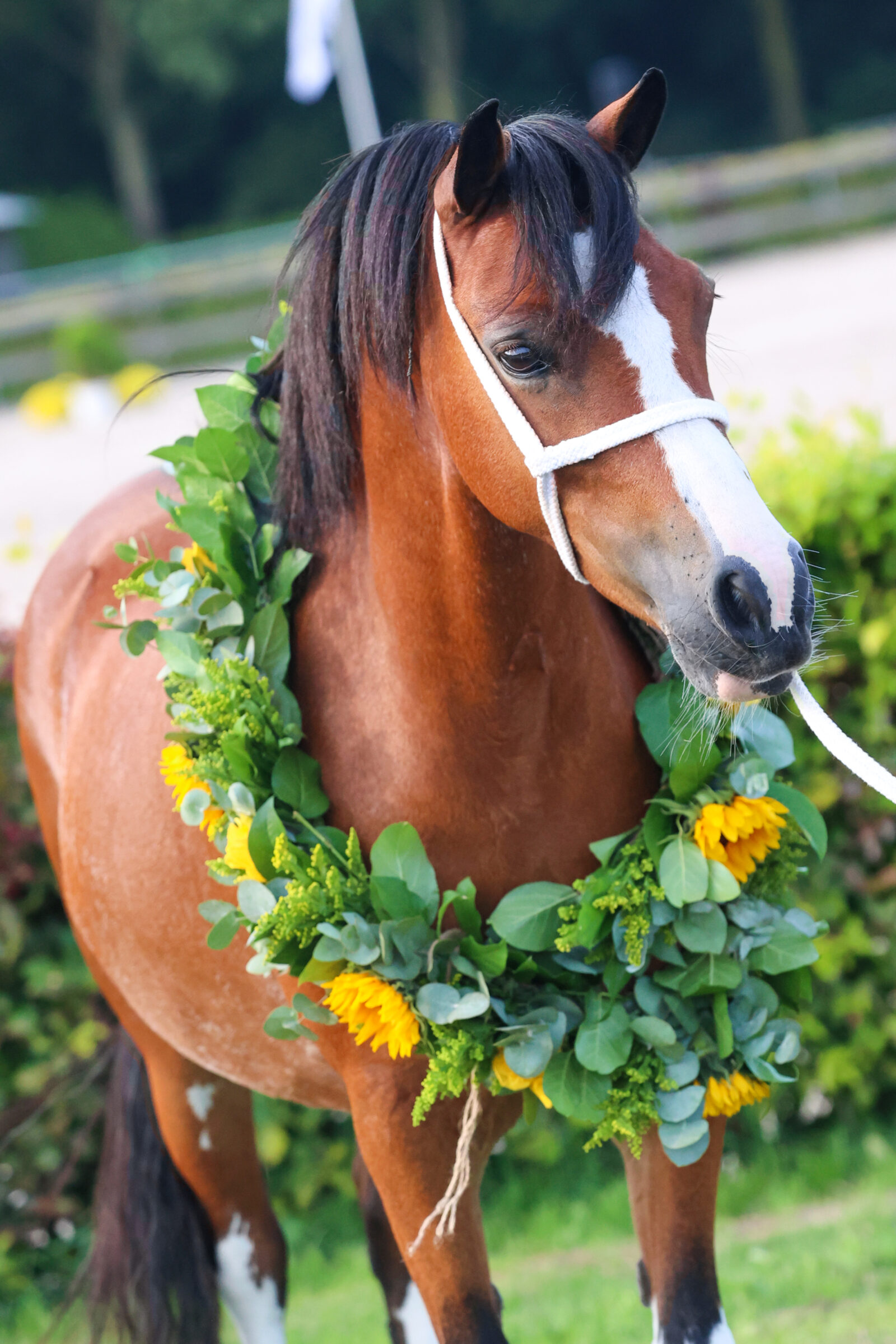 Dagkampioen CK 2024: Tryfel Transition Foto: Kim Renders