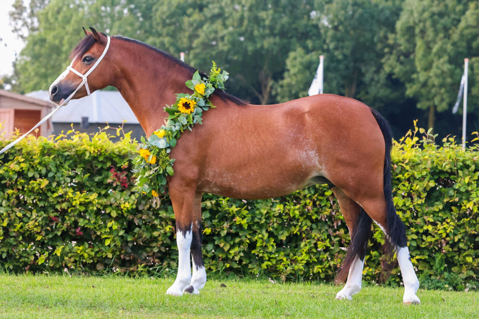 Tryfel Transition. Kim Renders fotografie