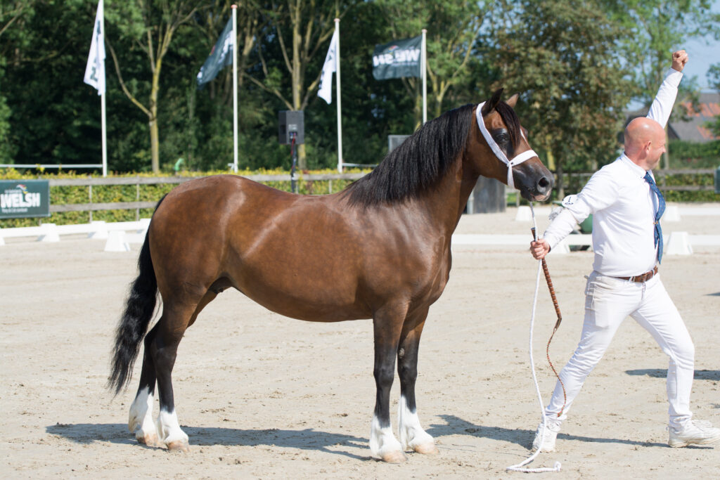 Rhydeilian Victoria CK kampioen 2024 Foto: Kimberley Karsdorp