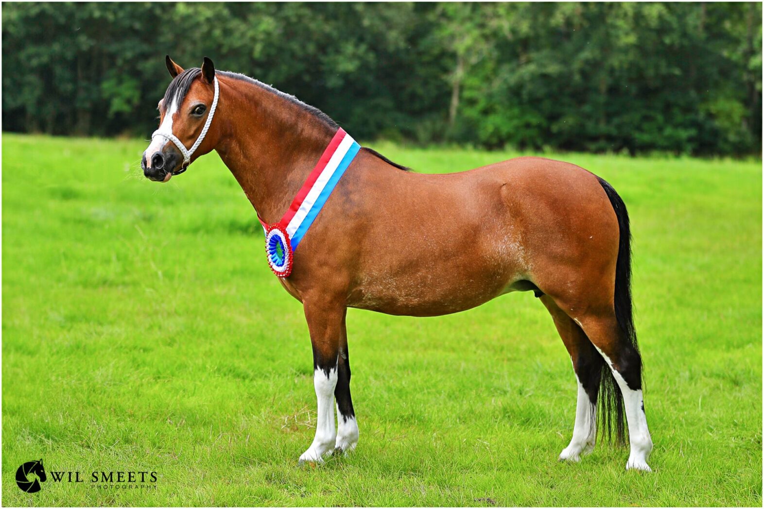 Tryfel Transition Tolbert