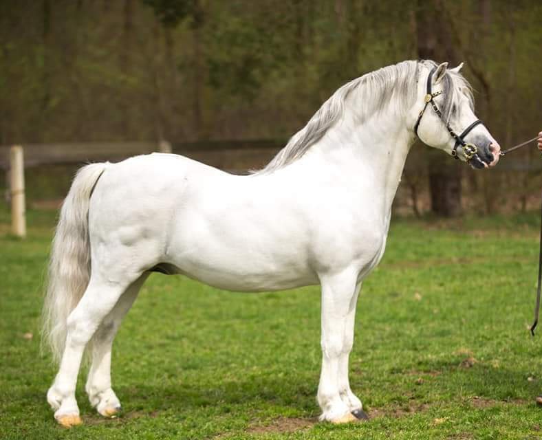 Springbourne Charmer