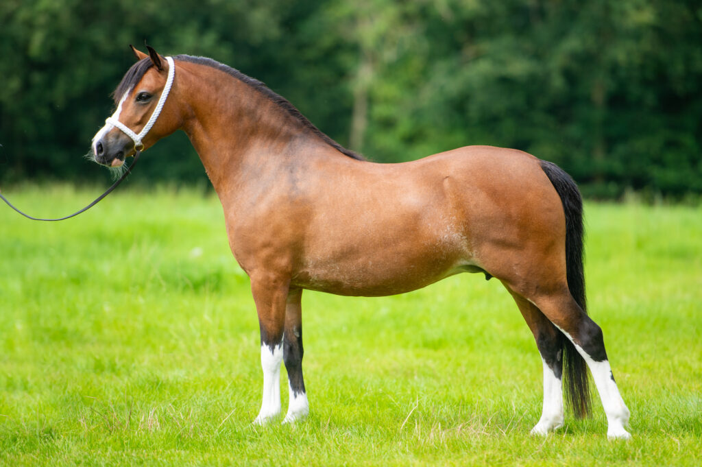 Tryfel Transition CK kampioen 2024 Foto: Vivian Hesen