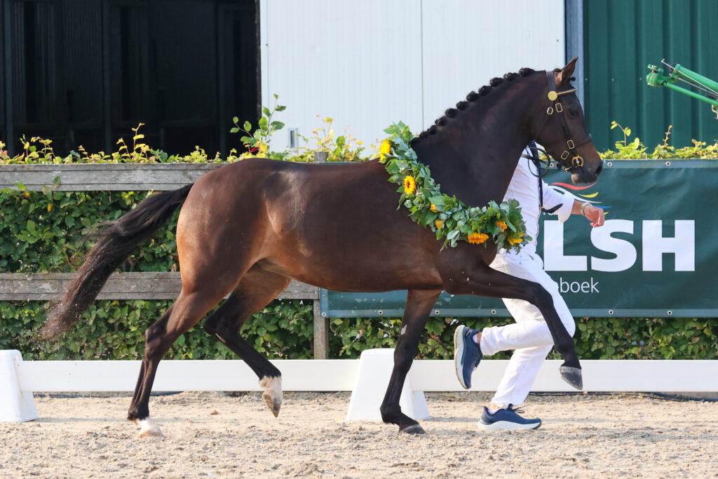 Coelenhage's Candlelight. Kim Renders fotografie