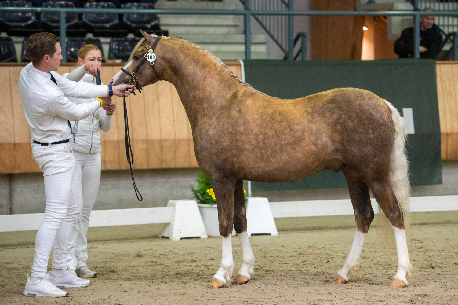 Championne section B : Rondo's Grandeur Photo : Vivian Hesen