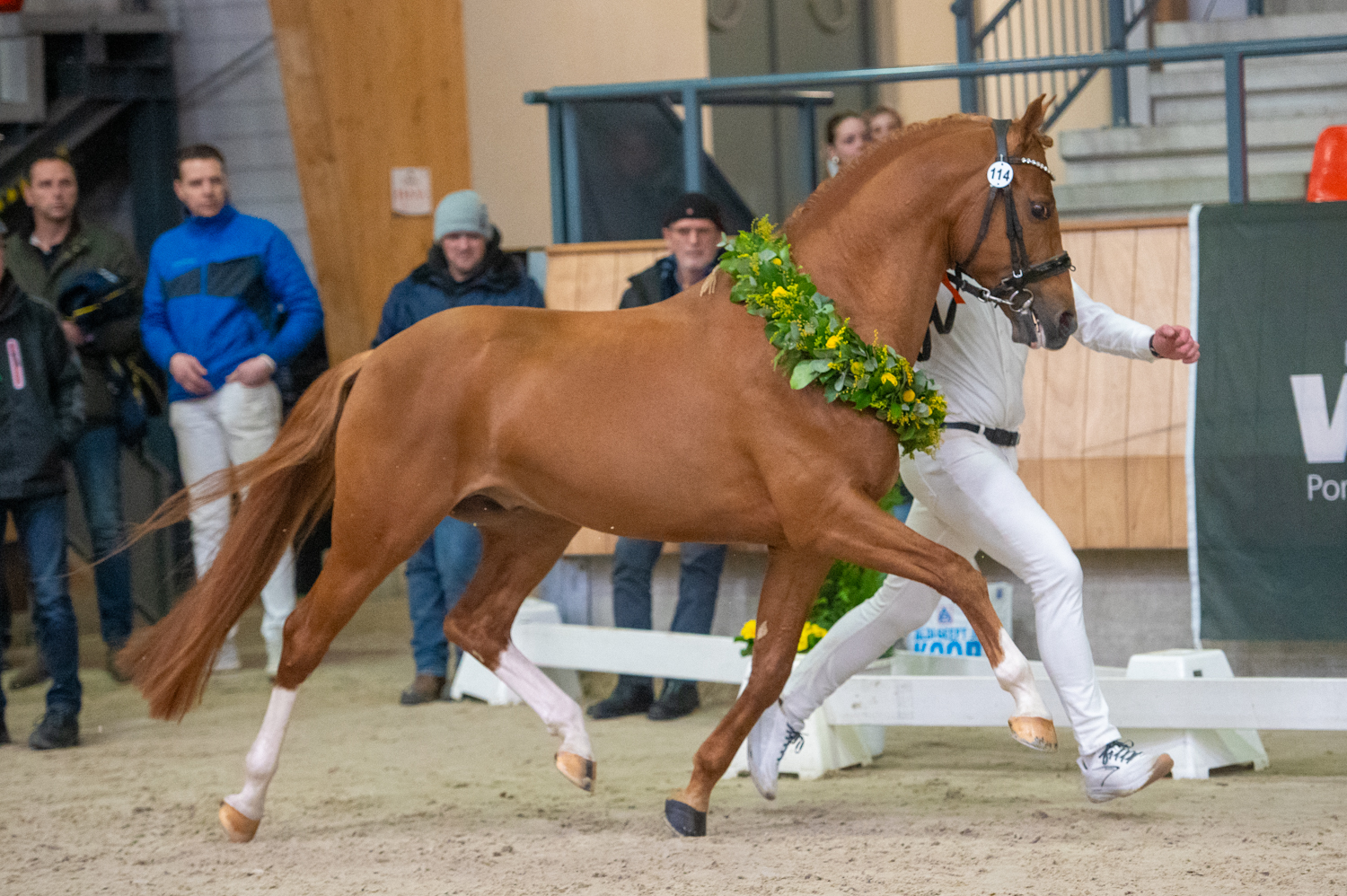 Kampioen WPBR: Hendi's Picasso Foto: Vivian Hesen