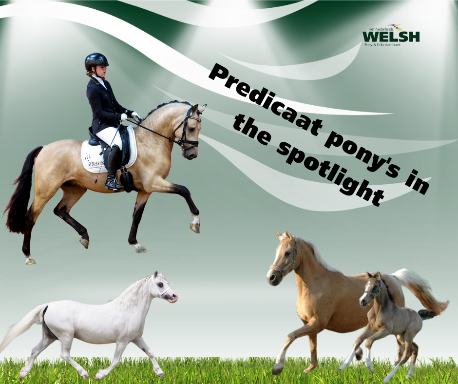 Predicaat pony's in the spotlight