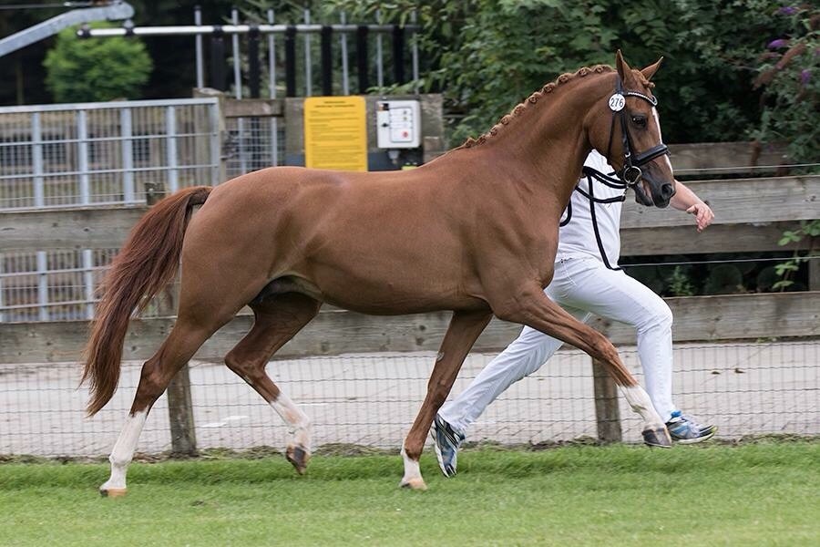 Orchard Orange Pippin