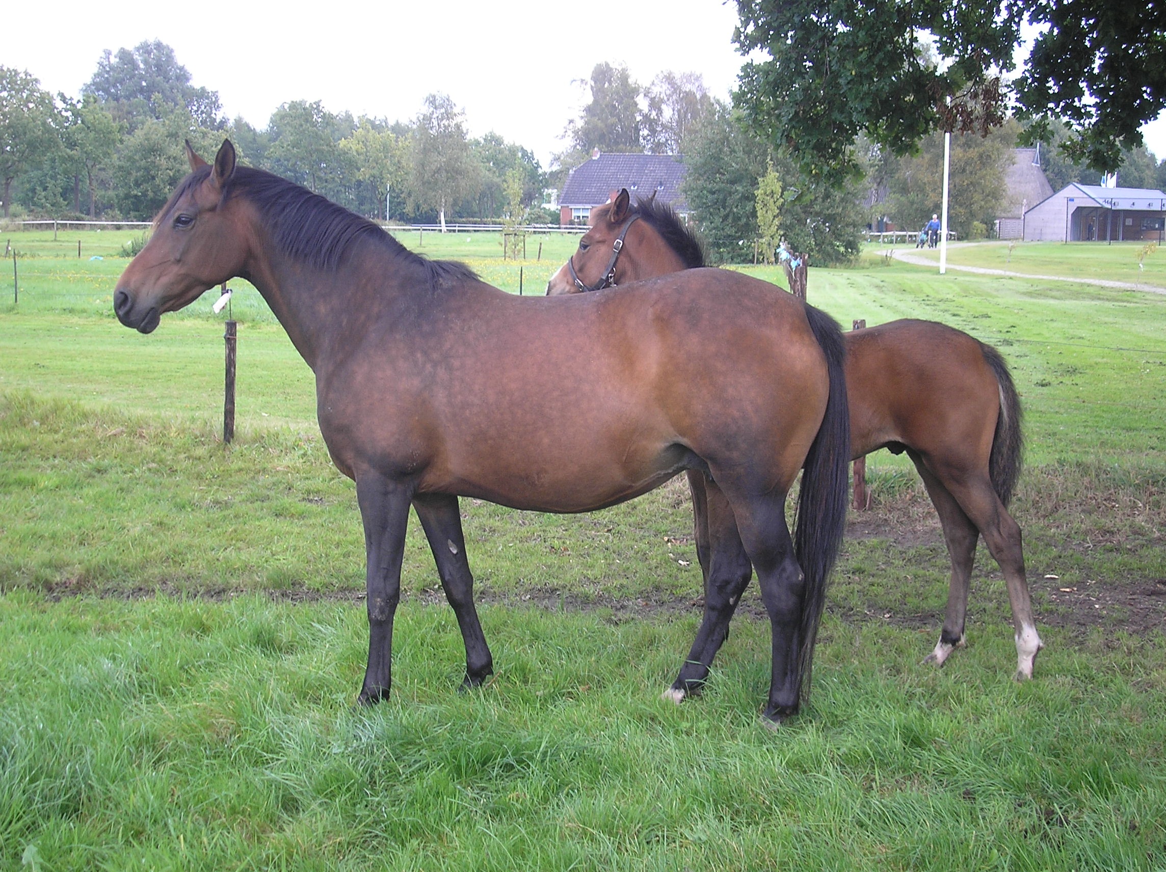 Wester Aikema's Trudy