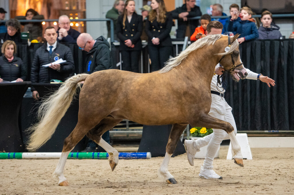 Rondo's Grandeur Foto: Vivian Hesen