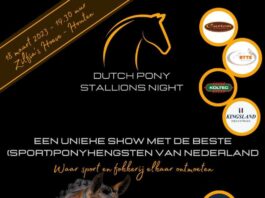 Dutch Pony Stallions Night